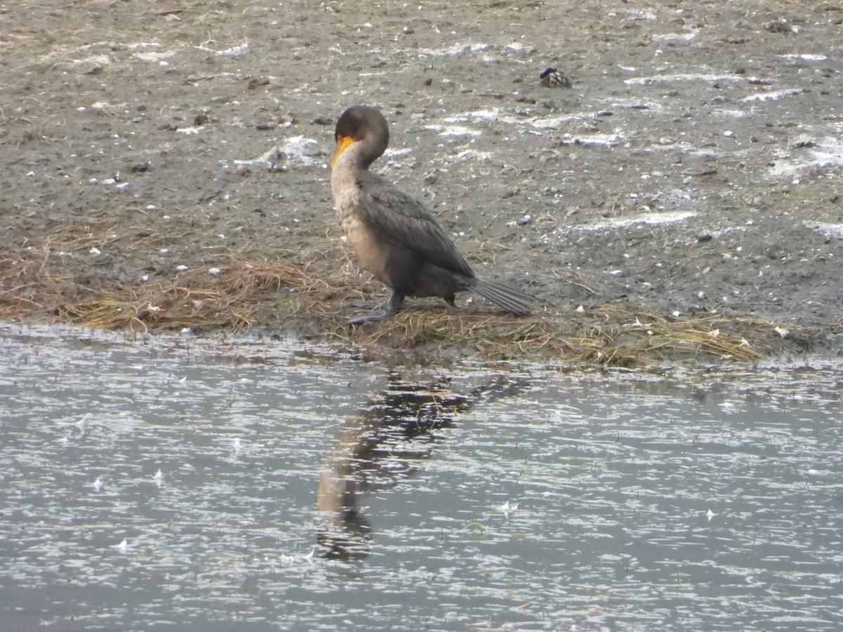 Double-crested Cormorant - ML613195835