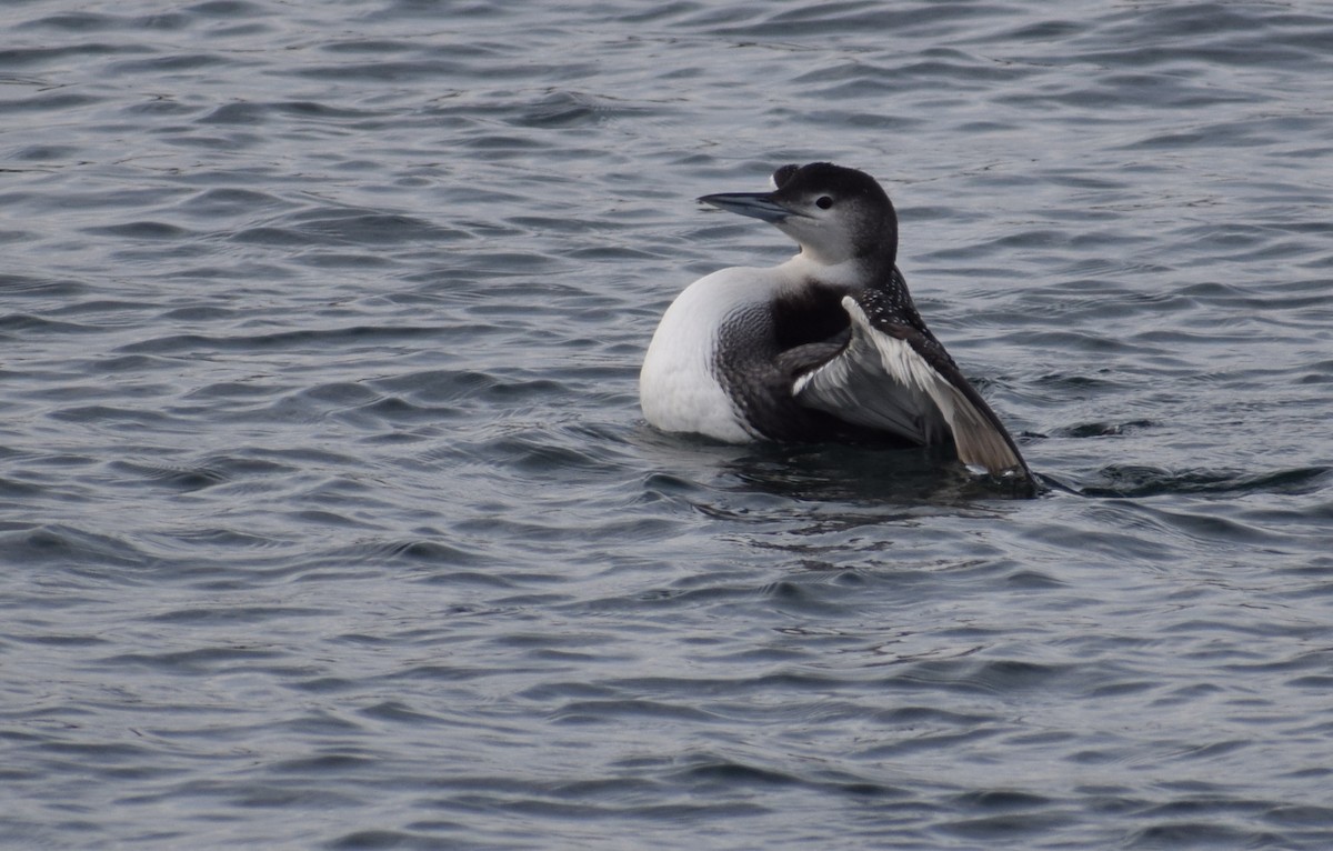 Common Loon - ML613195844