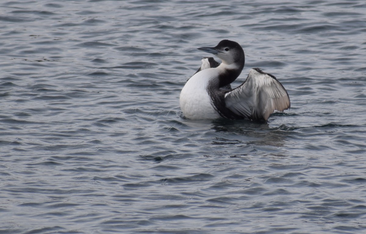 Common Loon - ML613195846