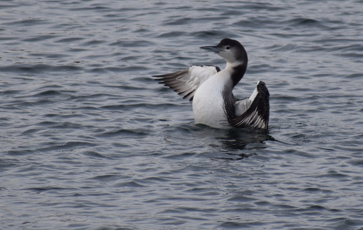 Common Loon - ML613195852