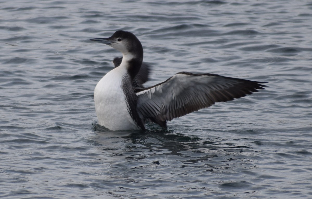 Common Loon - ML613195861