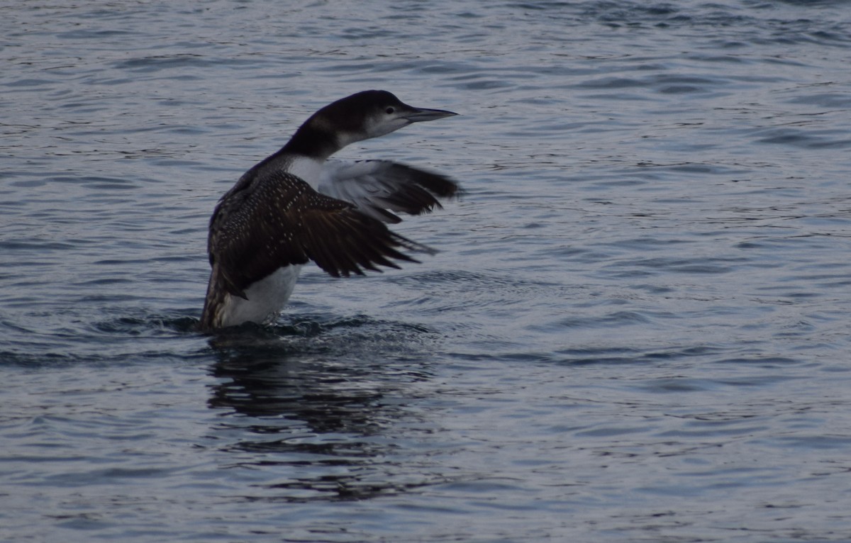 Common Loon - ML613195867