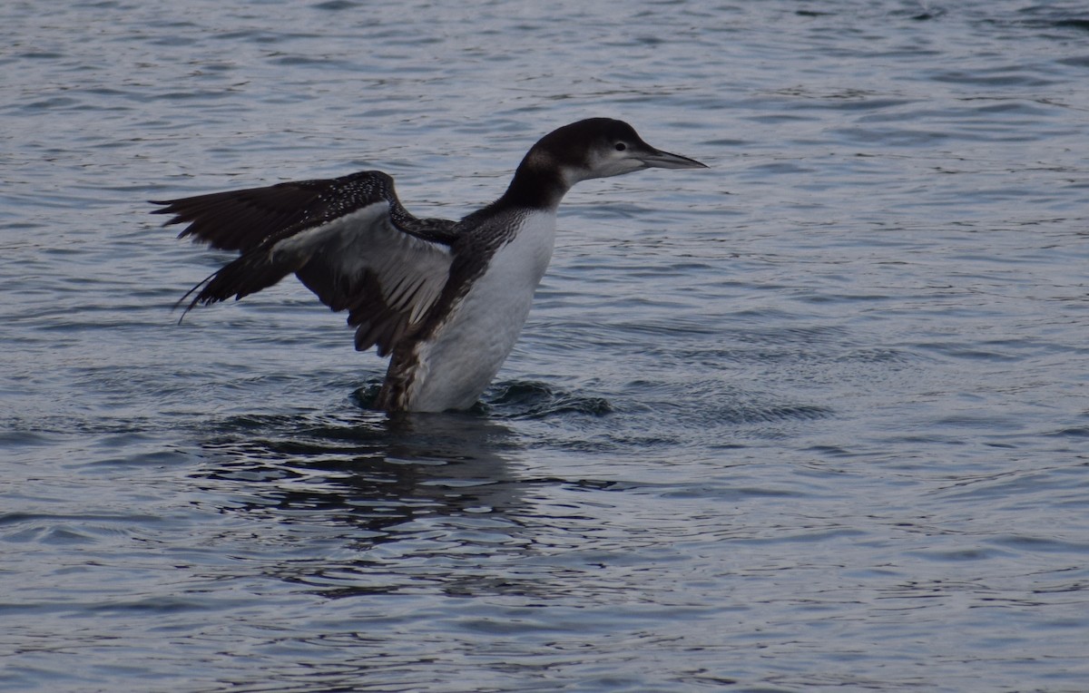 Common Loon - ML613195870