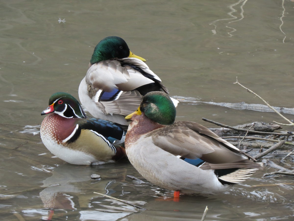 Wood Duck - Diana Werezak