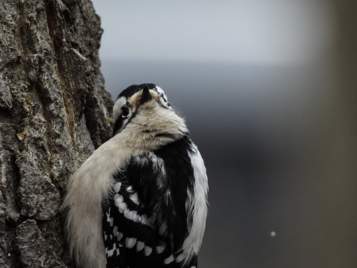 Downy Woodpecker - ML613195877