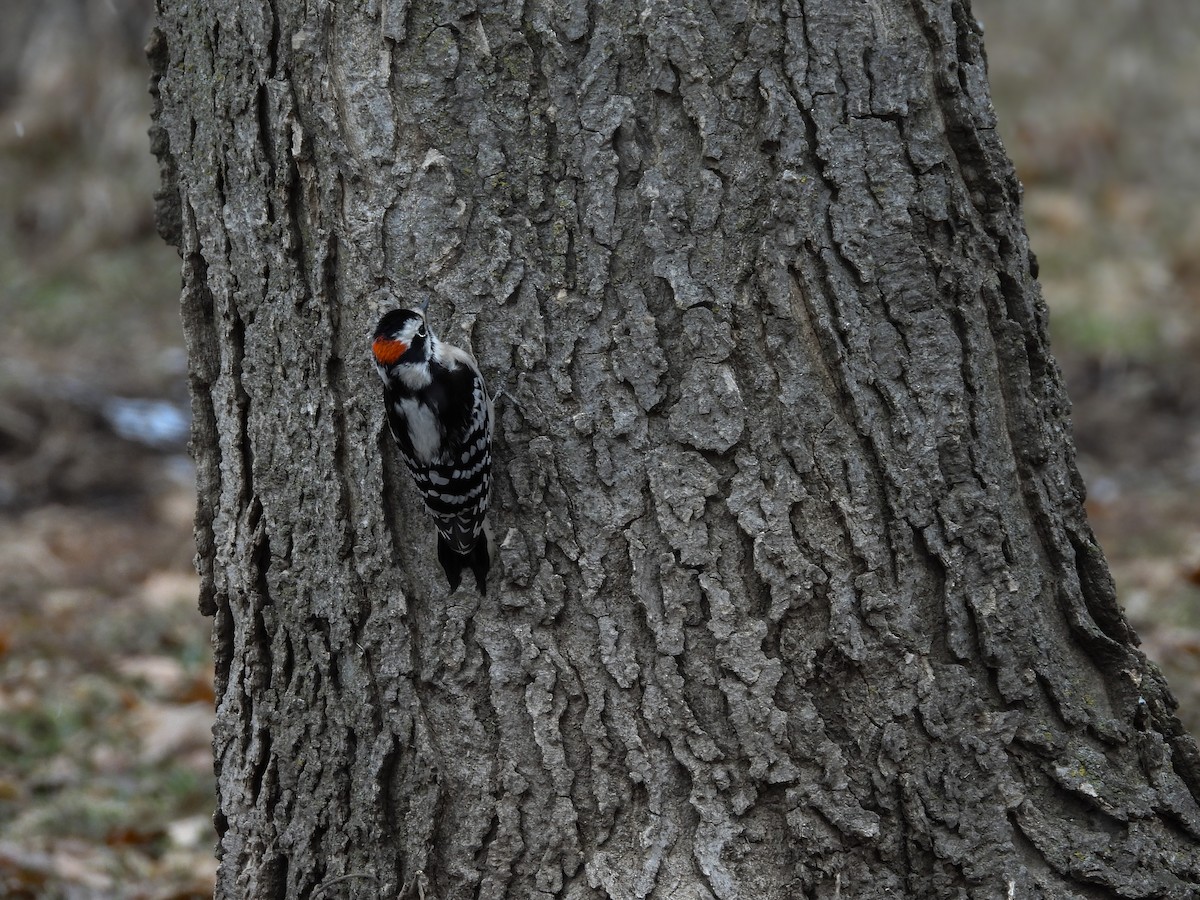 Downy Woodpecker - ML613195883