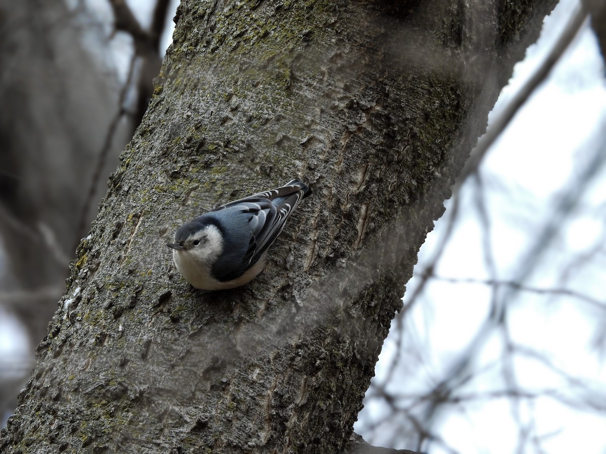 White-breasted Nuthatch - ML613195914