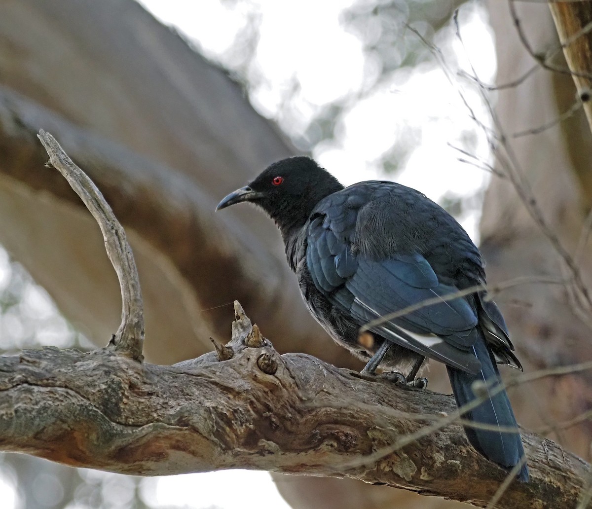 White-winged Chough - Steve Law