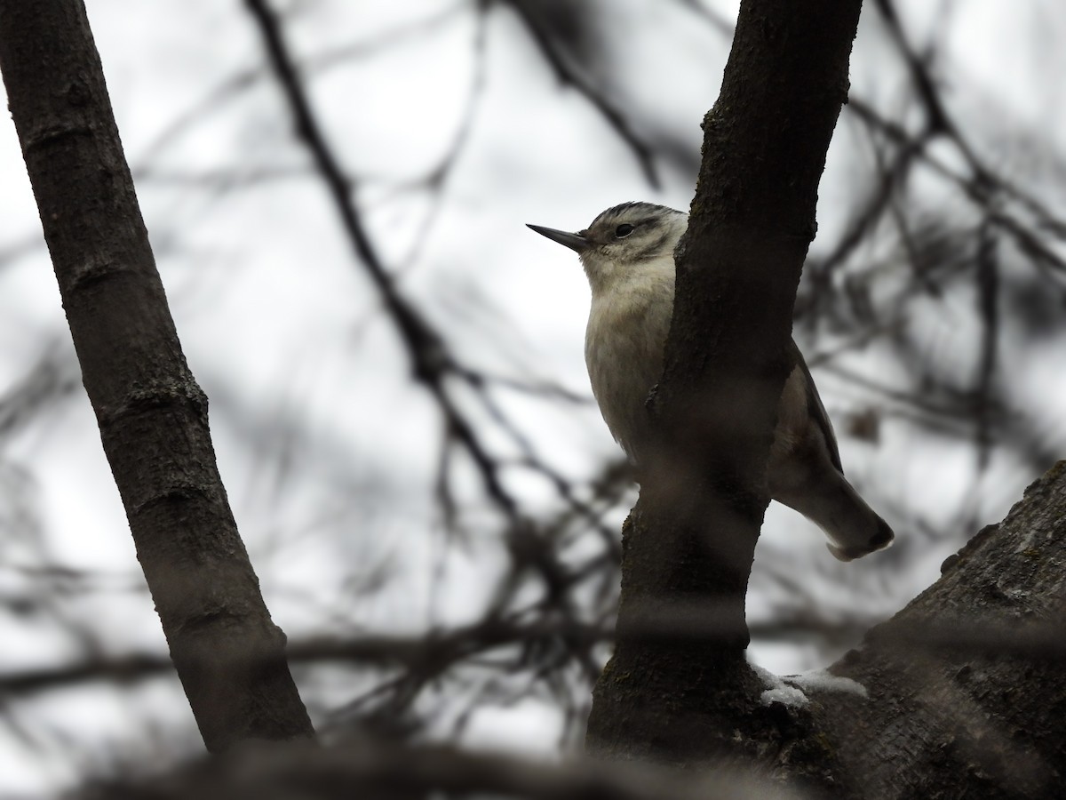 White-breasted Nuthatch - ML613195929