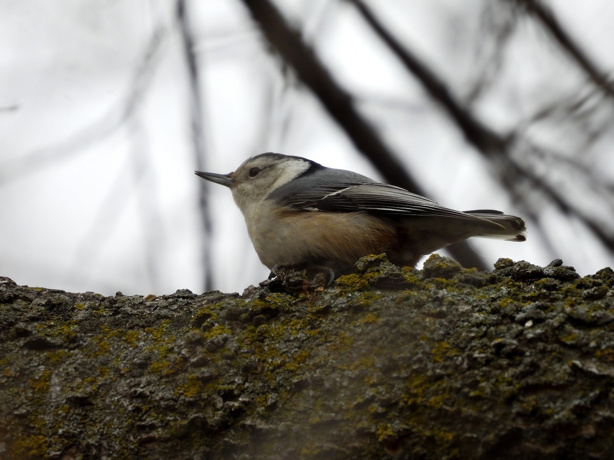 White-breasted Nuthatch - ML613195932