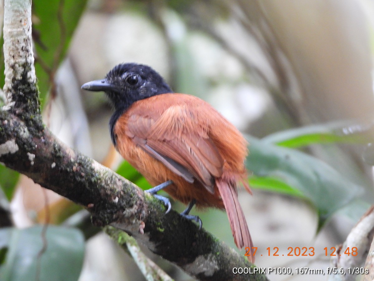 Cocha Antshrike - Mauricio Ruano