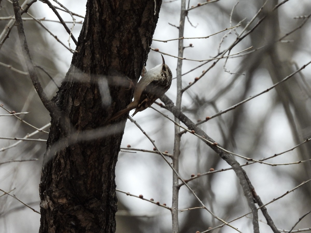 Brown Creeper - ML613196036