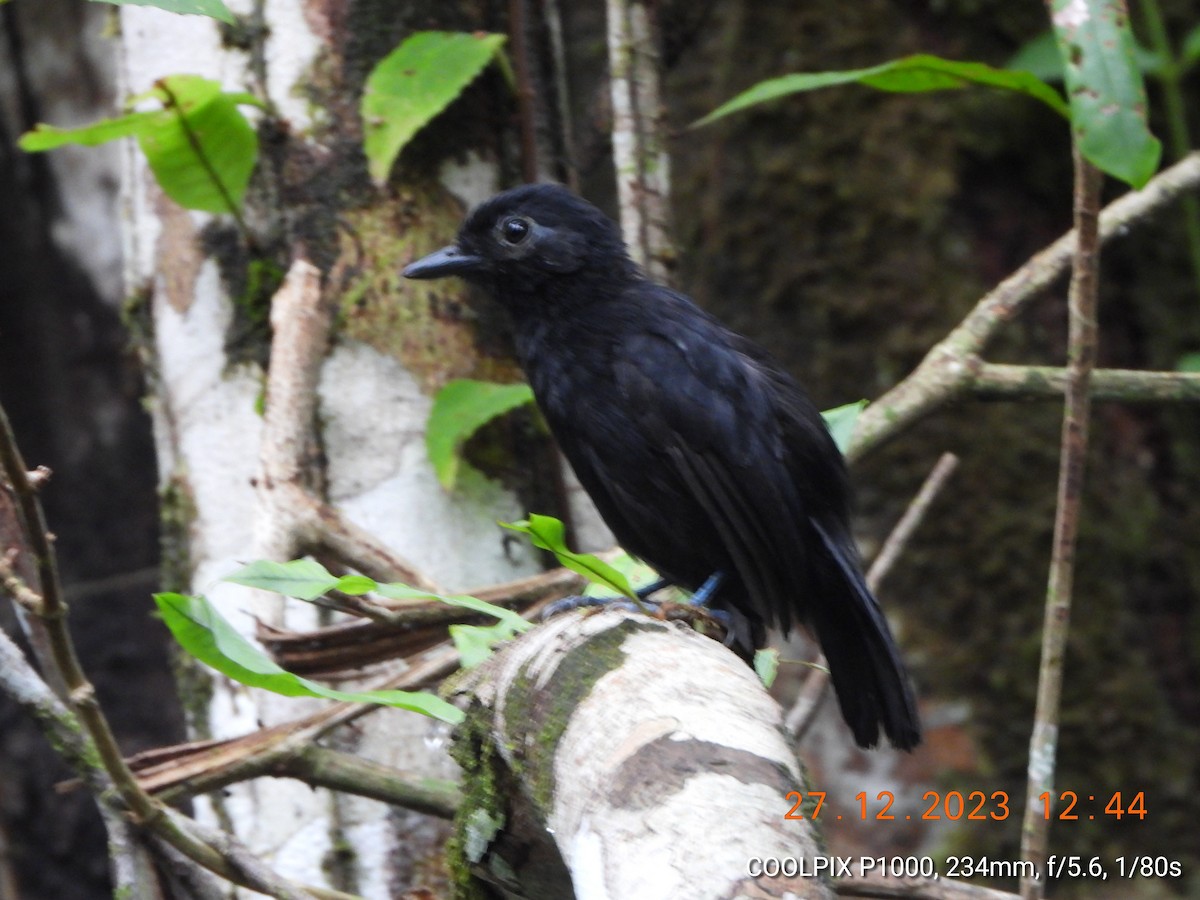 Cocha Antshrike - Mauricio Ruano