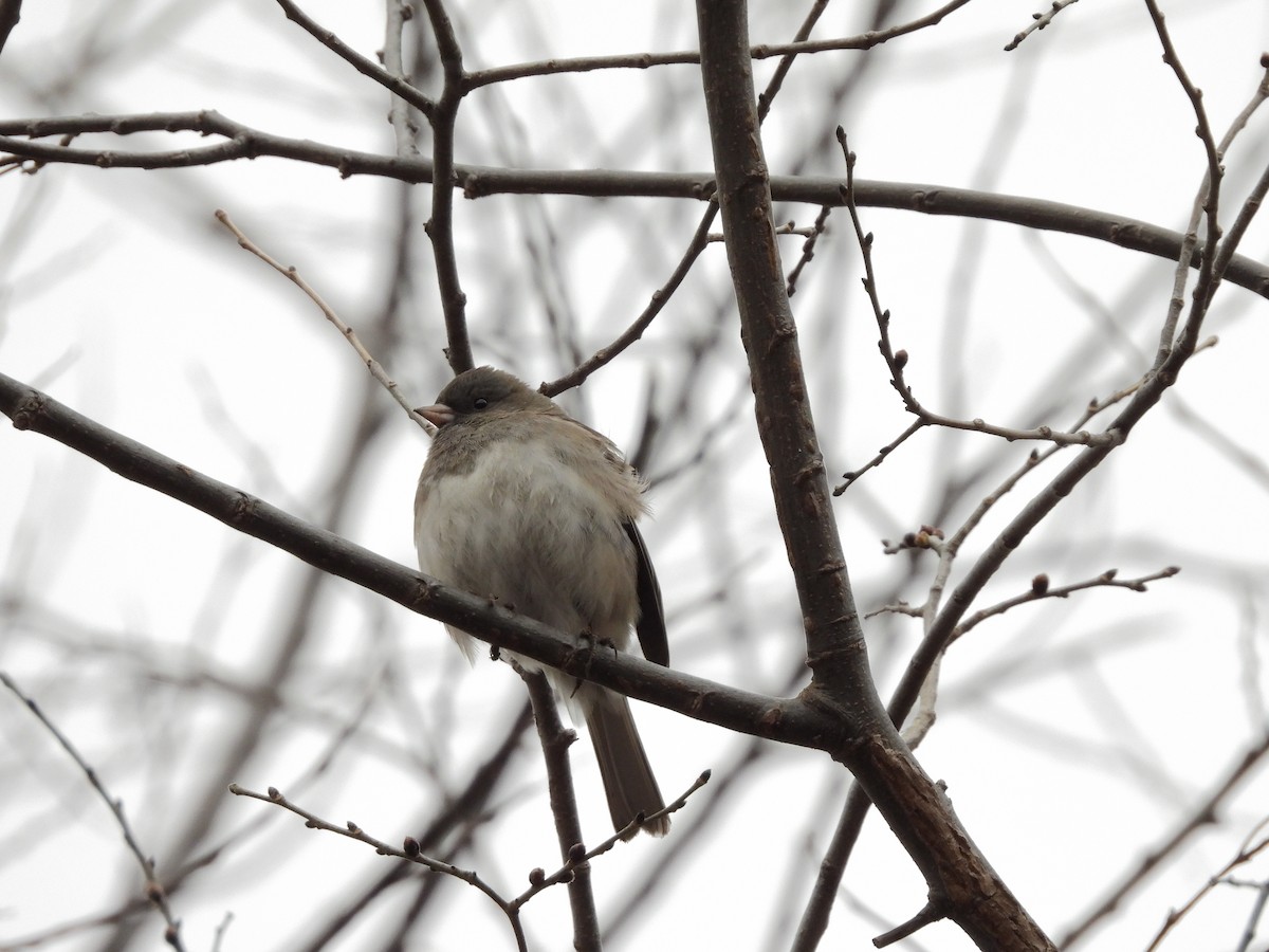 Junco ardoisé - ML613196051