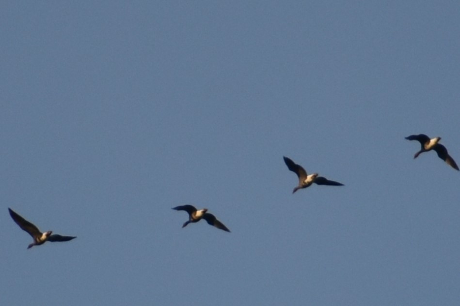 Greater White-fronted Goose - John Marriott