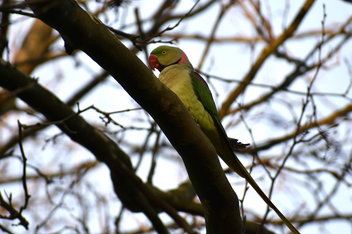 Alexandrine Parakeet - John Marriott