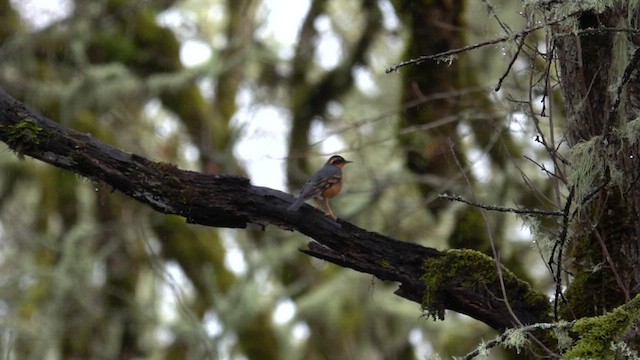 Varied Thrush - ML613196148