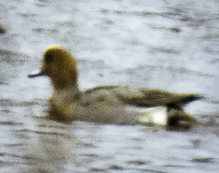 Eurasian Wigeon - ML613196172