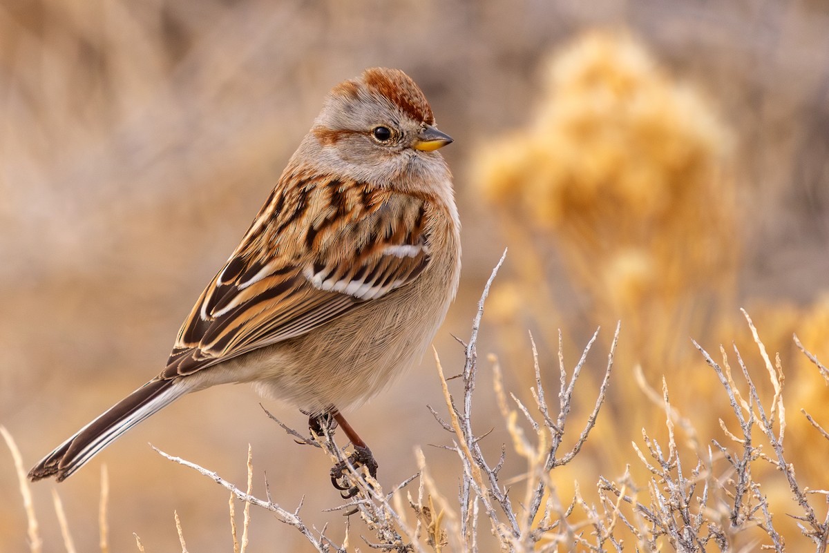 American Tree Sparrow - ML613196174