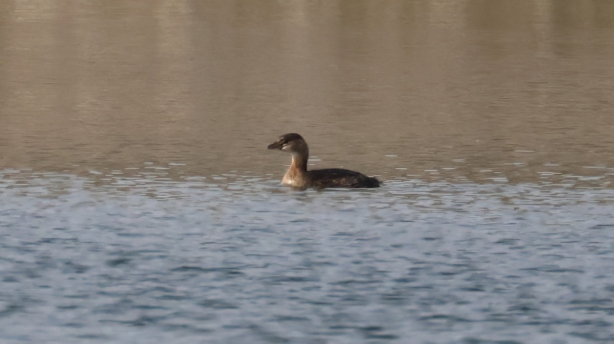 Pied-billed Grebe - Matthew Grube