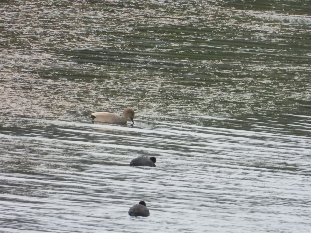 Gadwall - ML613196378