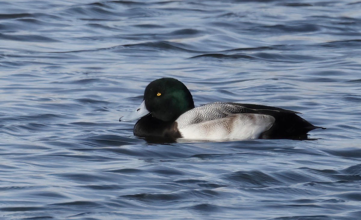 Greater Scaup - ML613196423