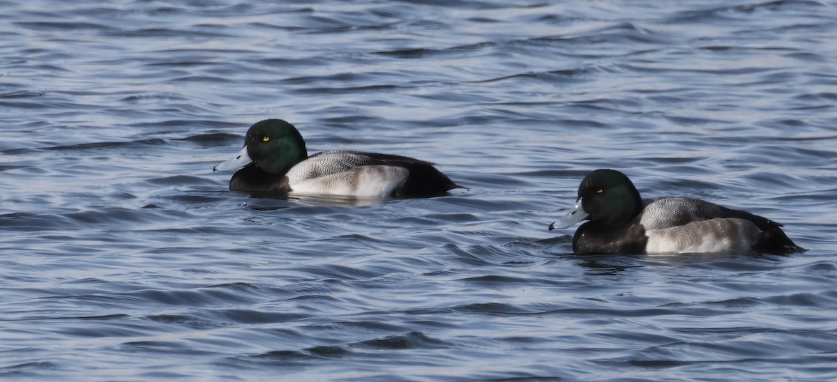 Greater Scaup - ML613196424