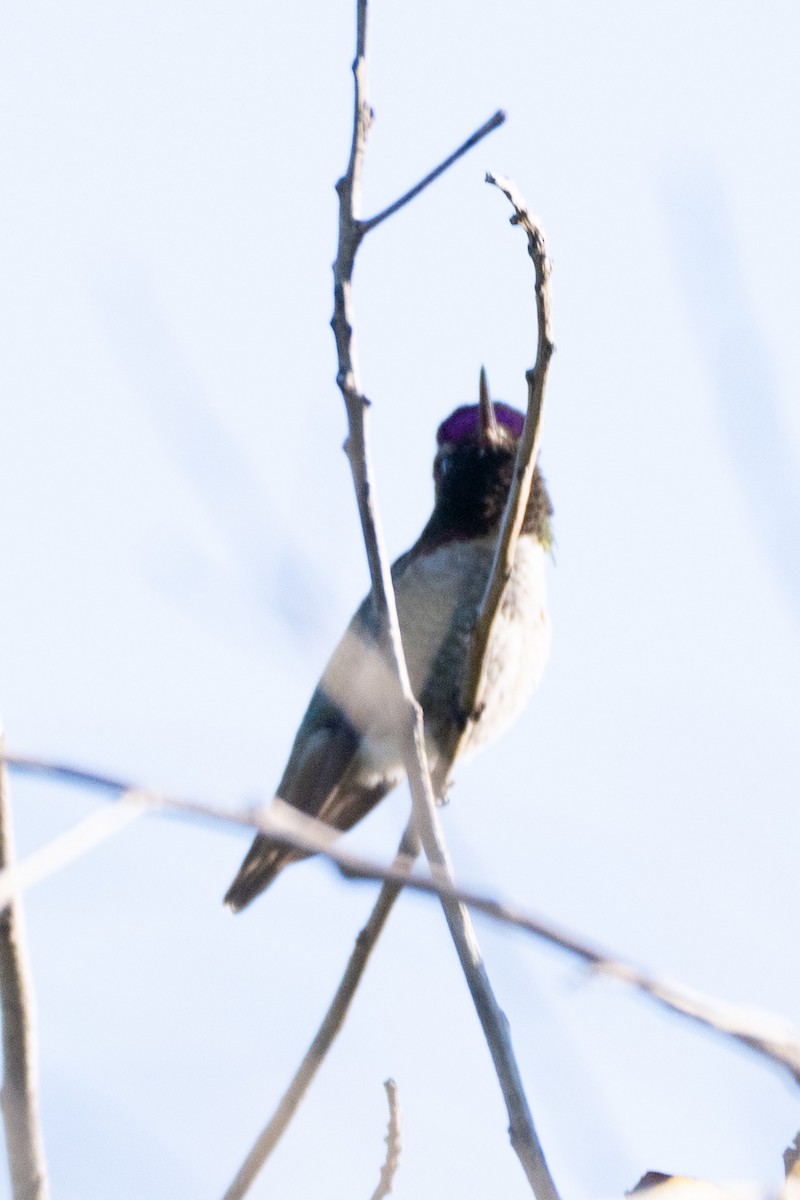 Anna's Hummingbird - ML613196425