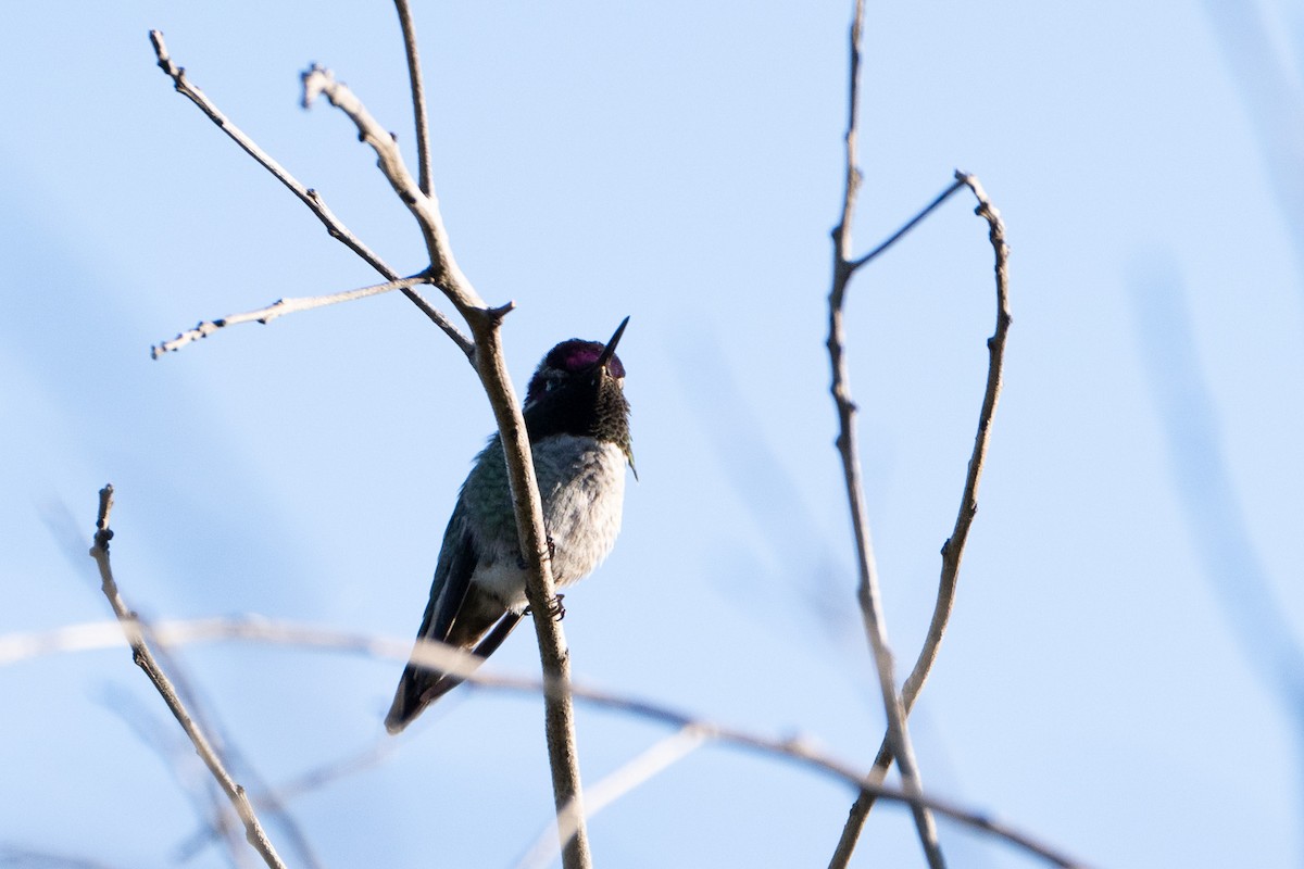 Anna's Hummingbird - ML613196426