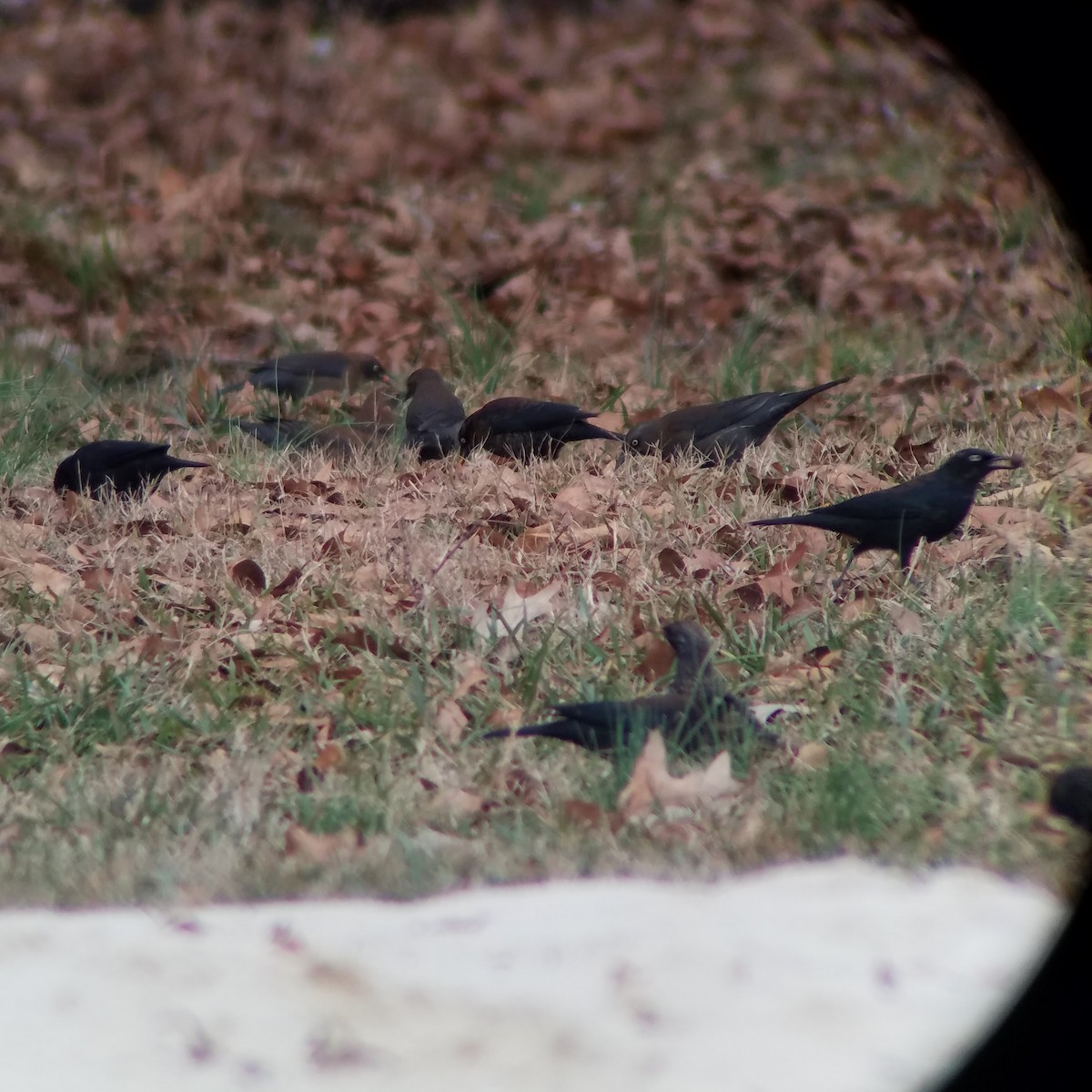 Rusty Blackbird - ML613196442