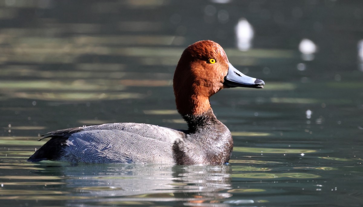 Redhead - ML613196506