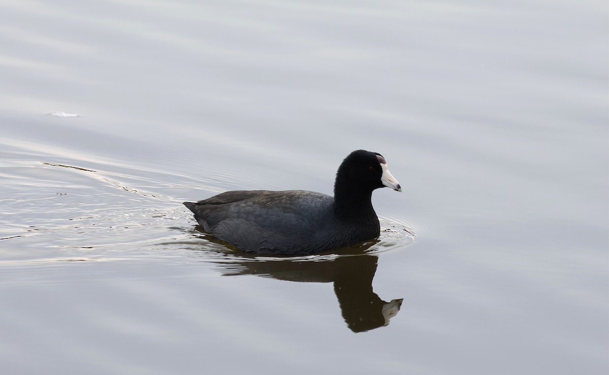 American Coot (Red-shielded) - ML613196541