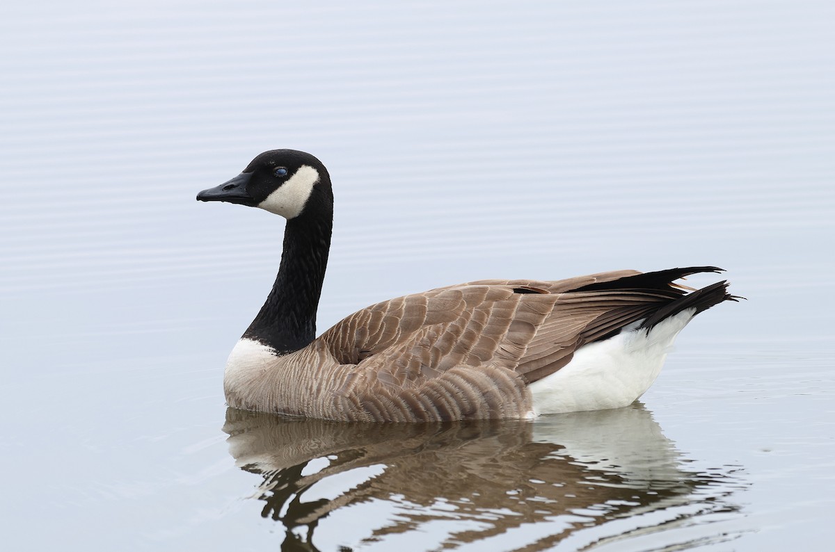 Canada Goose (moffitti/maxima) - ML613196544