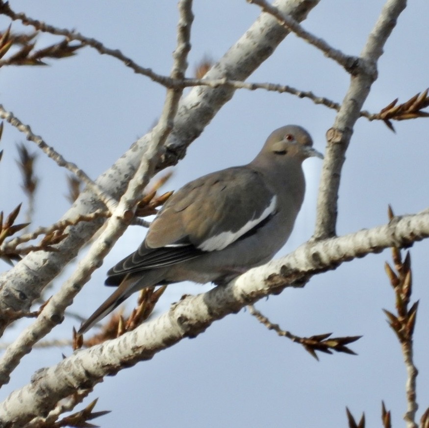 White-winged Dove - ML613196610