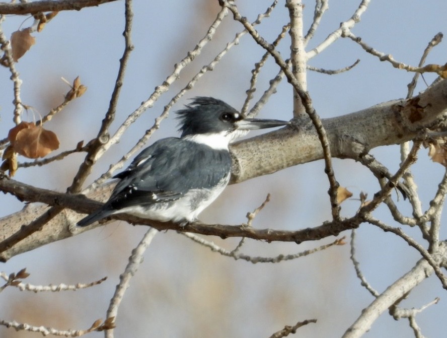 Belted Kingfisher - ML613196637
