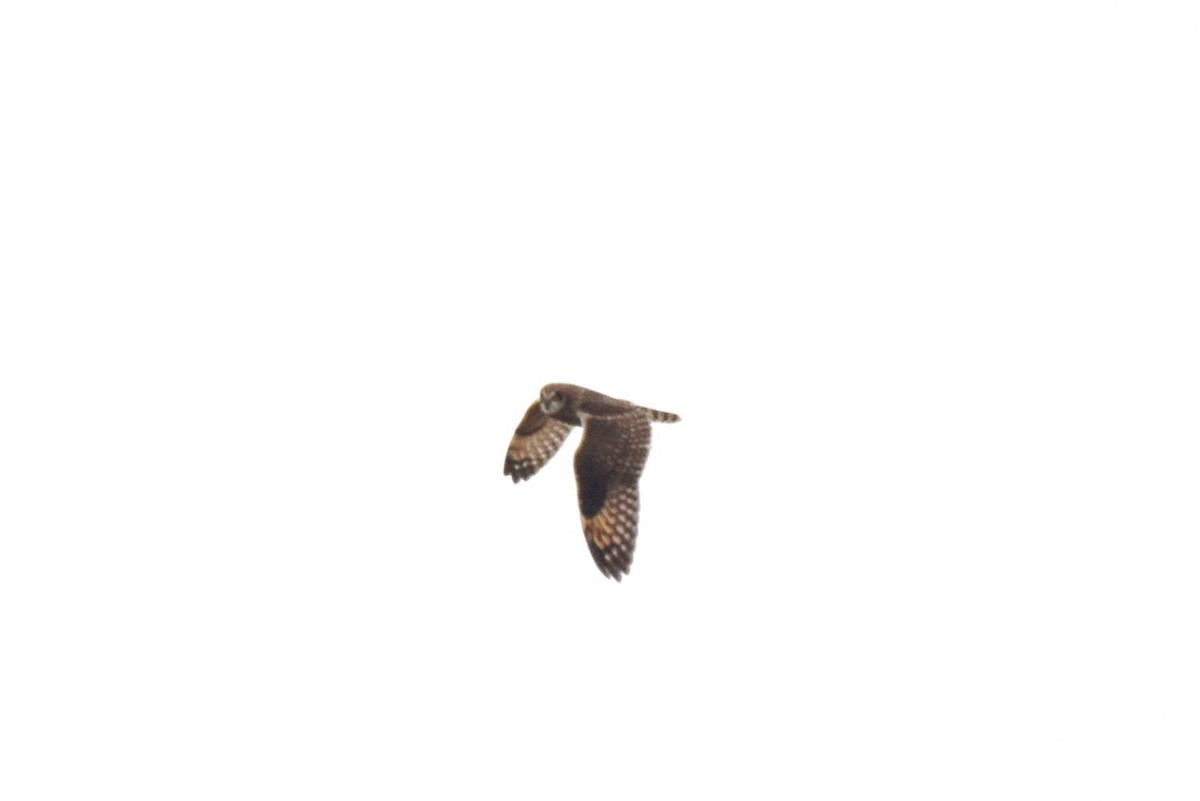 Short-eared Owl - ML613196646