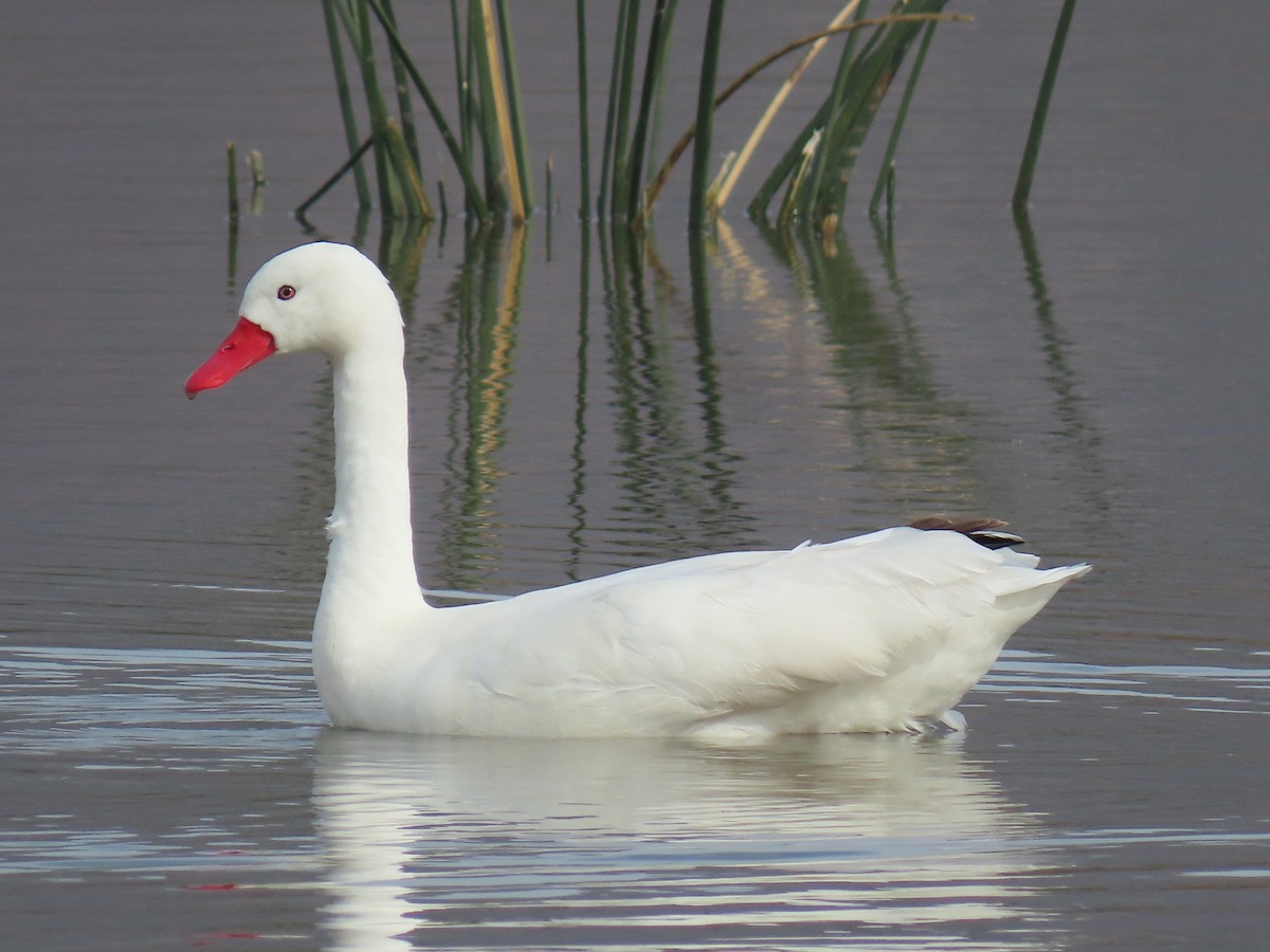 Coscoroba Swan - Nelson Contardo