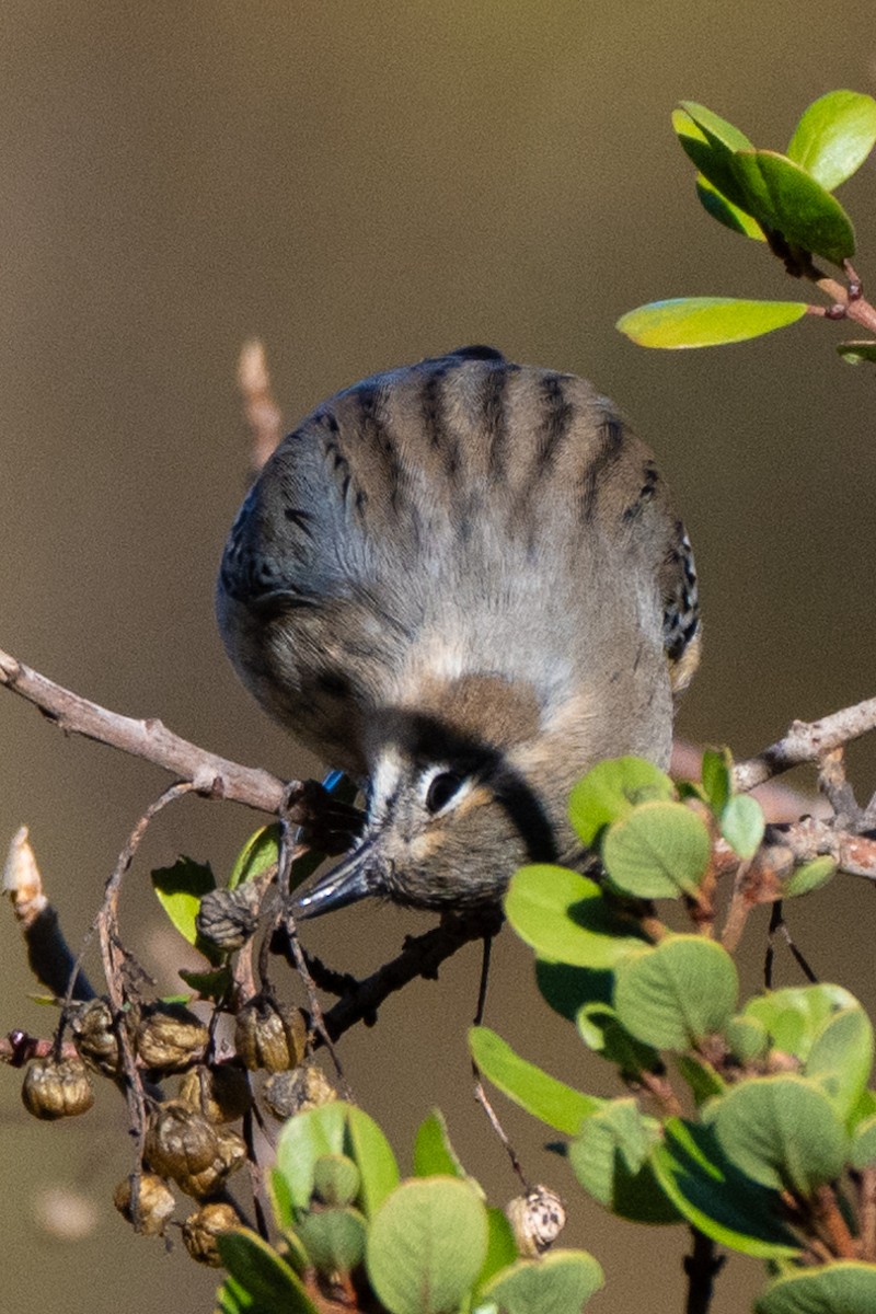 Yellow-rumped Warbler (Audubon's) - ML613196750