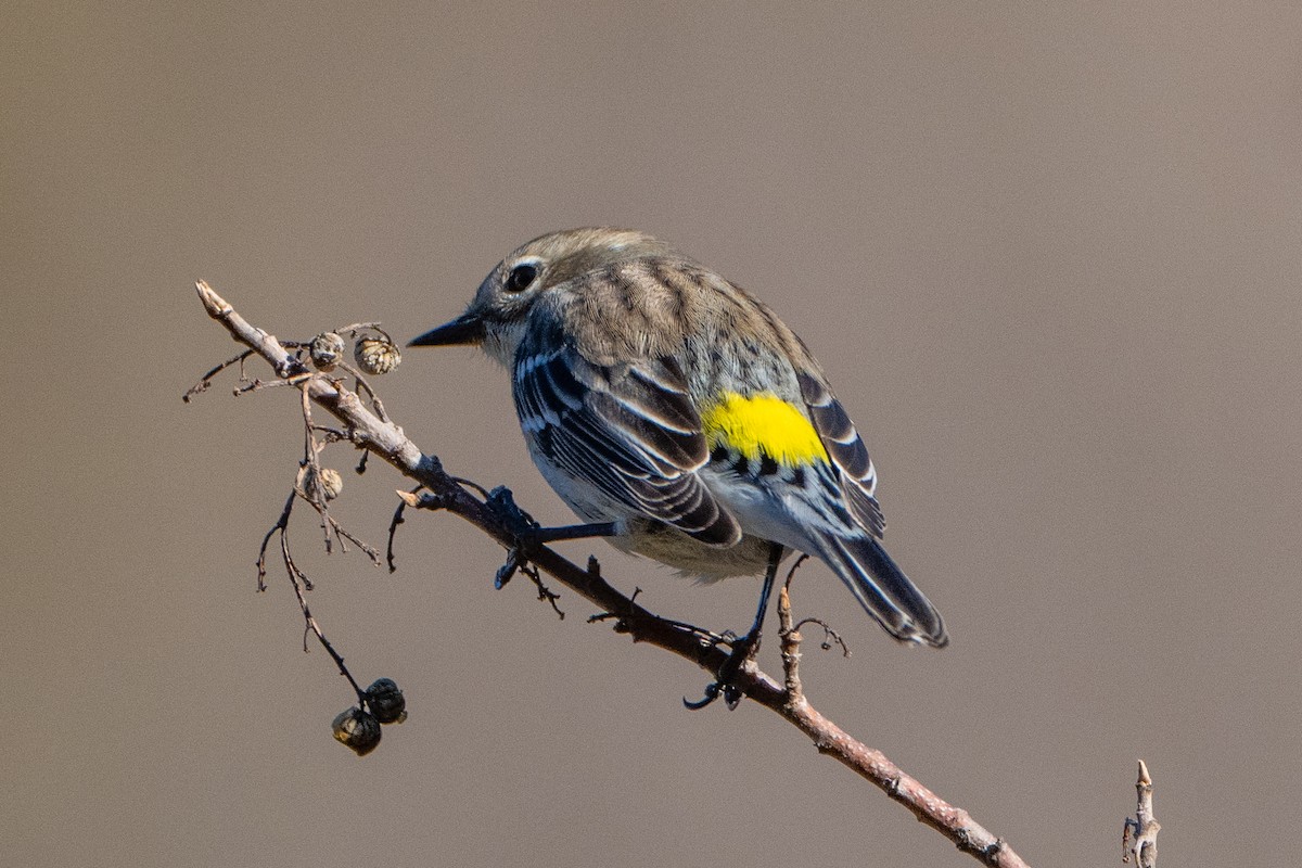 Yellow-rumped Warbler (Audubon's) - ML613196753