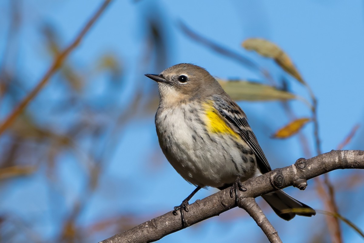 Yellow-rumped Warbler (Audubon's) - ML613196755