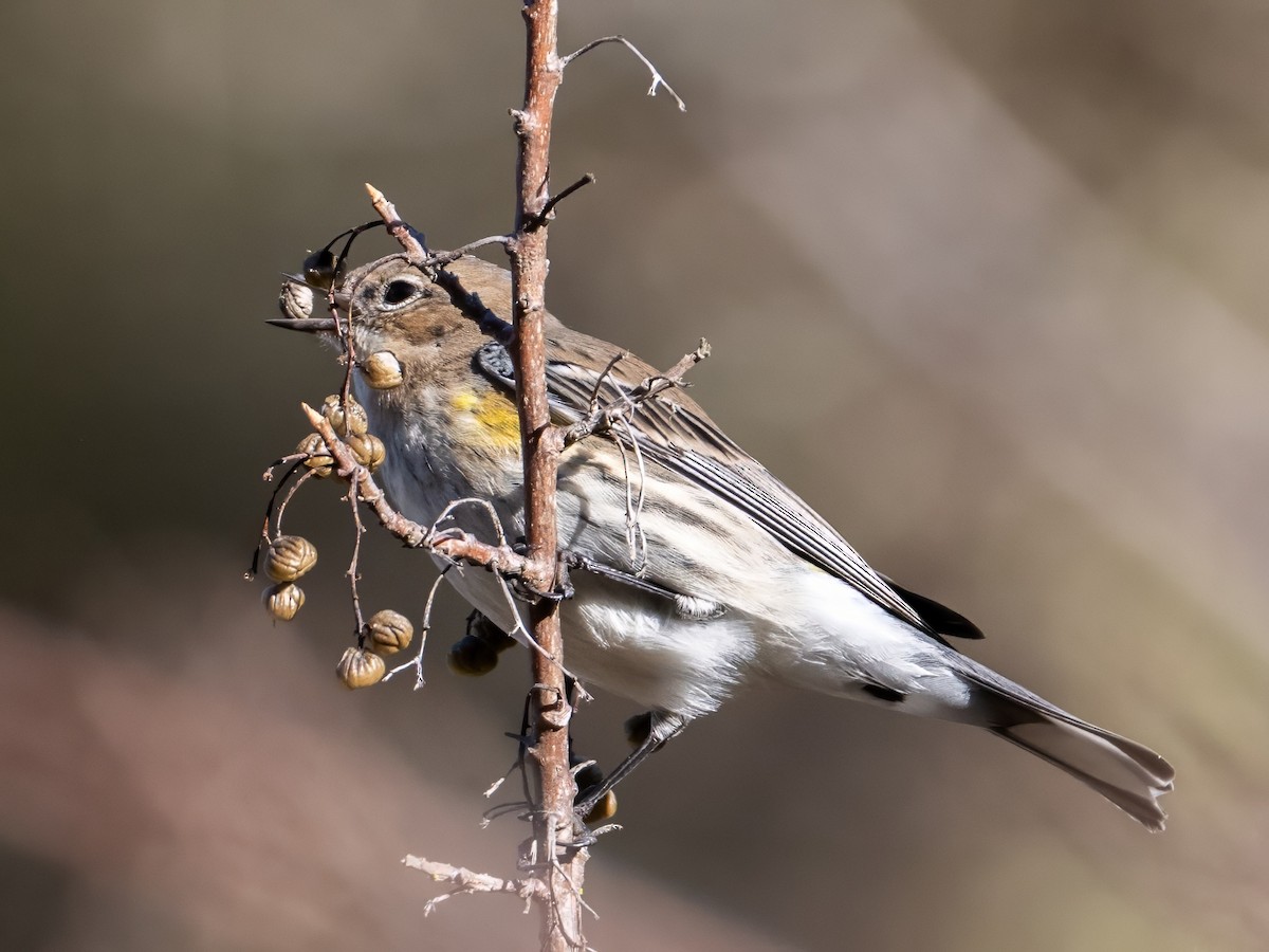 Yellow-rumped Warbler (Audubon's) - Cello C-T