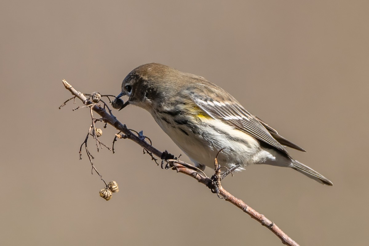 Yellow-rumped Warbler (Audubon's) - ML613196757