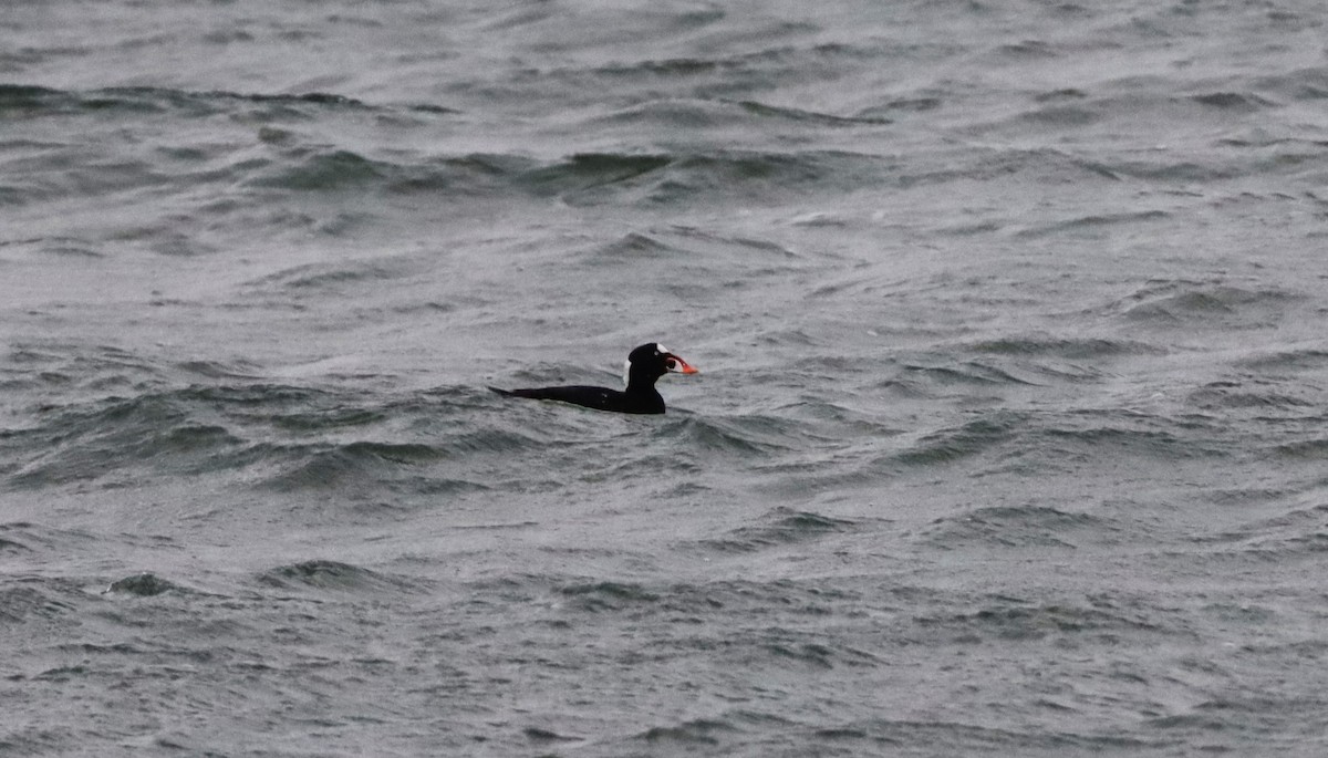Surf Scoter - ML613196784