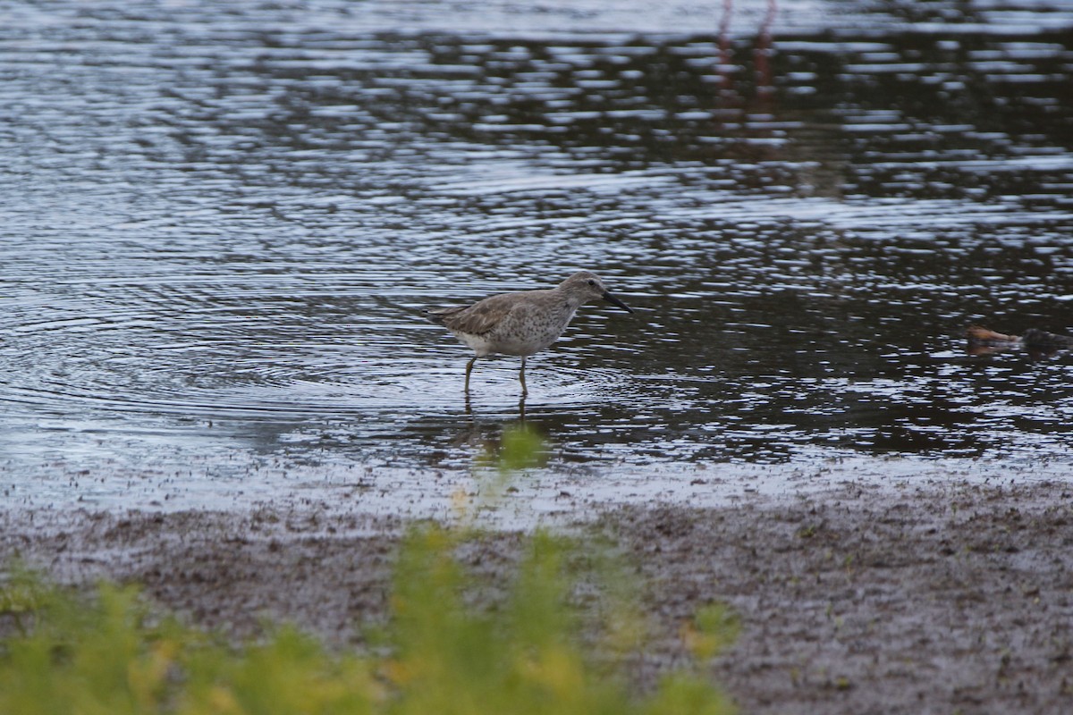 Red Knot - ML613196793