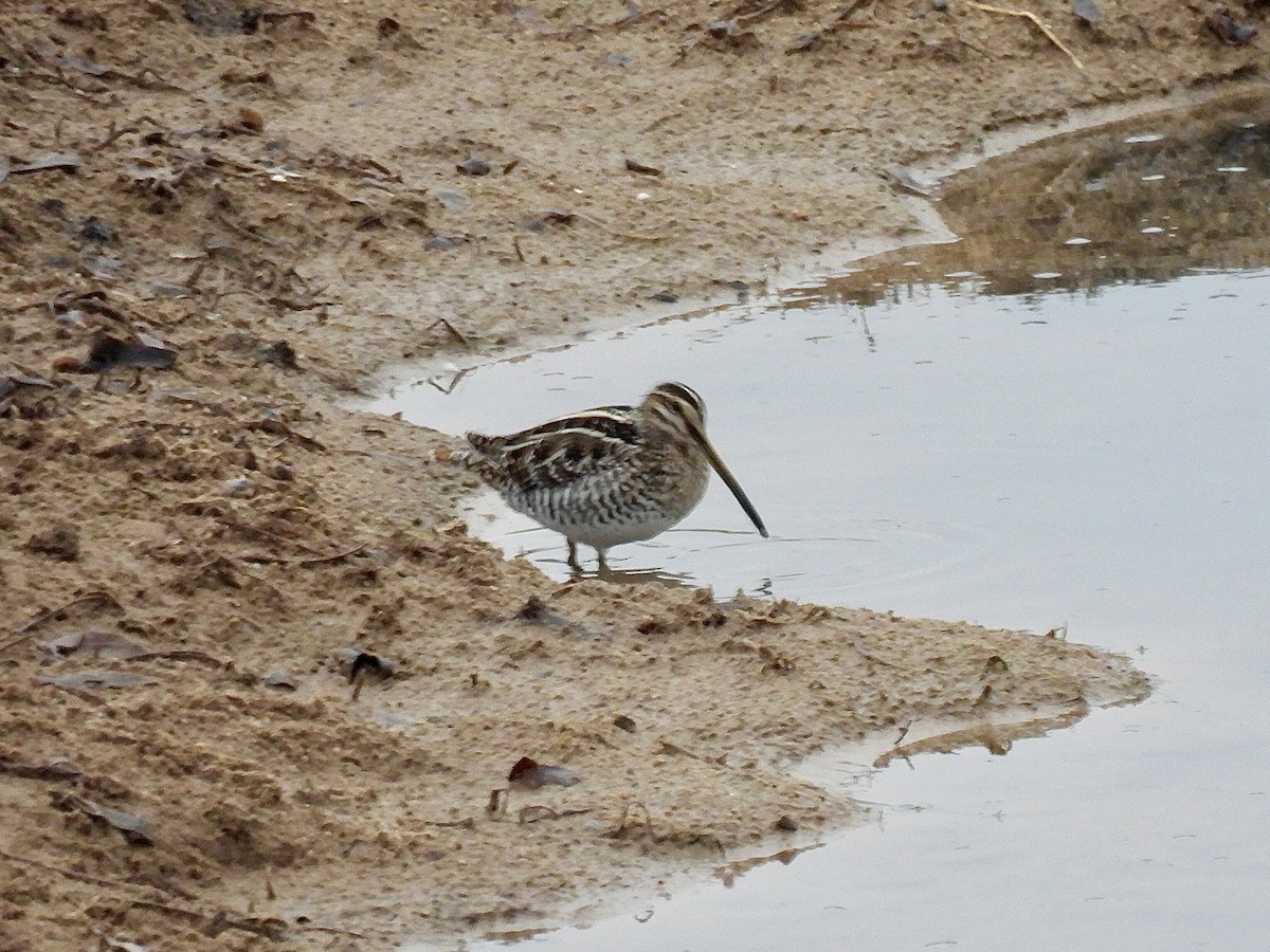 Wilson's Snipe - Jana Singletary