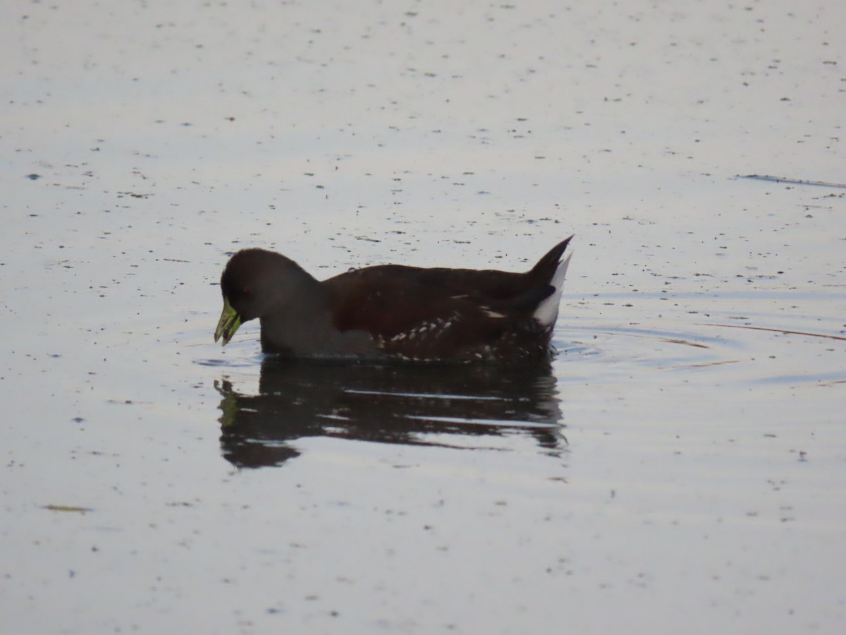 Spot-flanked Gallinule - ML613196895