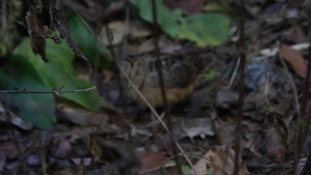 American Woodcock - ML613196976