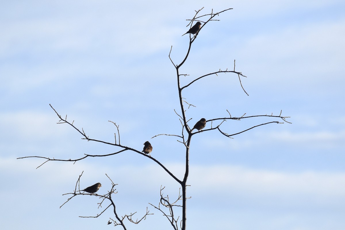 Fox Sparrow - ML613197005