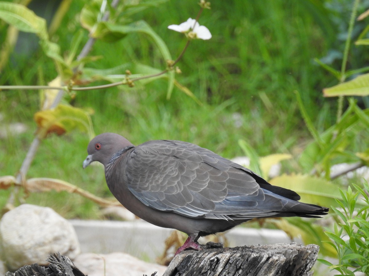 Pigeon picazuro - ML613197053