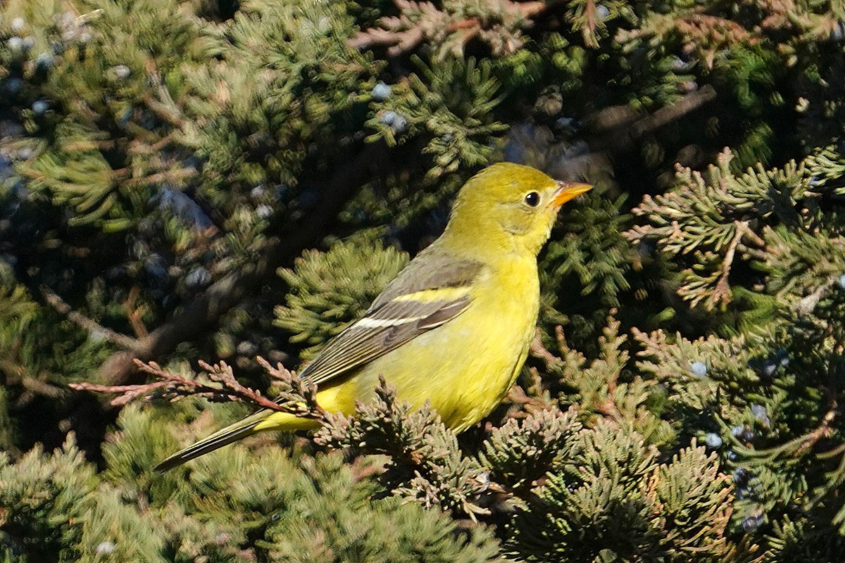 Western Tanager - Blair Nikula